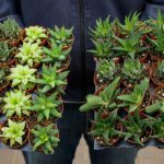 <b>March 6 – Succulent Make at Home</b>