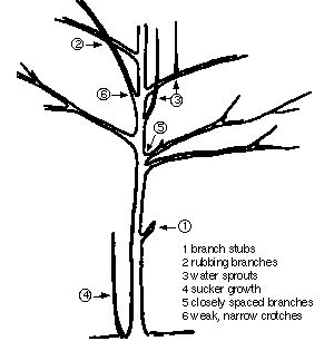 How to Prune a Tree - Sargent's - Rochester, MN