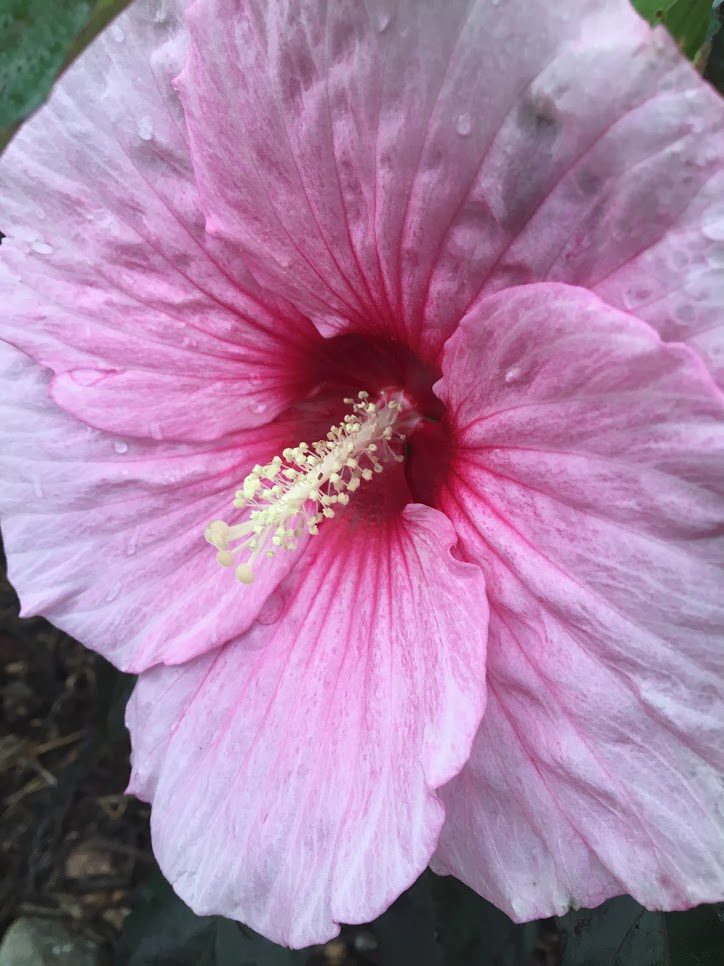 Pink Flare Perennial Hibiscus, Hardy Hibiscus - Perennials - All - Almost  Eden
