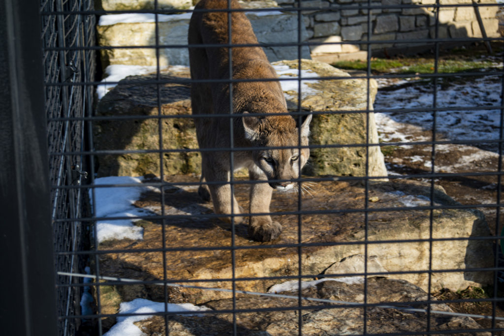 Zollman Zoo Cougar