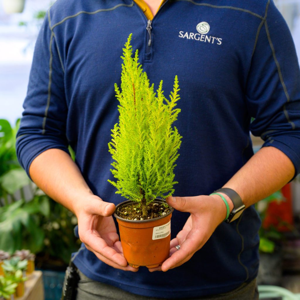 2nd St. Greenhouse Construction Update Sargent's Rochester, MN