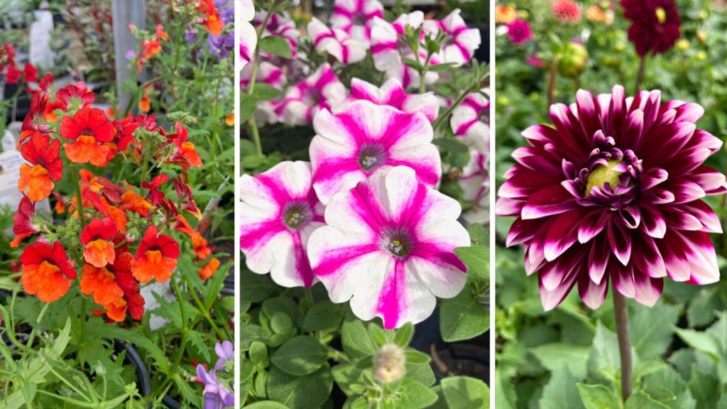 Sargent's - Rochester, MN