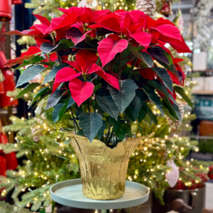 8″ Poinsettia