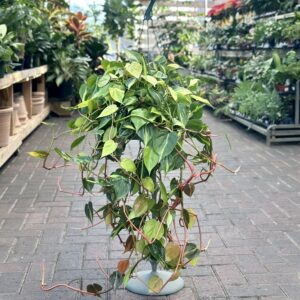 8″ Philodendron Brazil