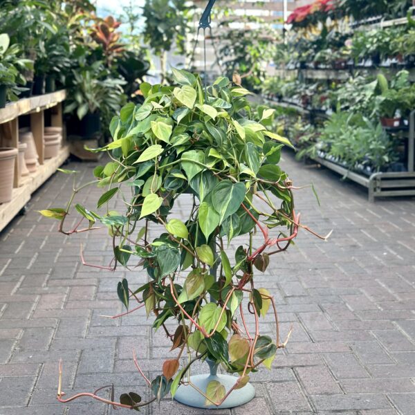 8" Philodendron Brazil