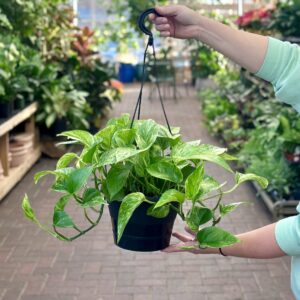 8″ Pothos Marble Queen