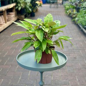 6″ Philodendron Painted Lady