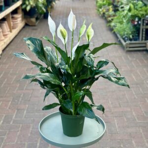 6″ Spathiphyllum (Peace Lily)