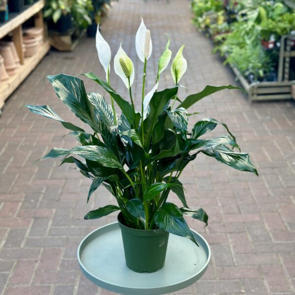 6" Spathiphyllum (Peace Lily)