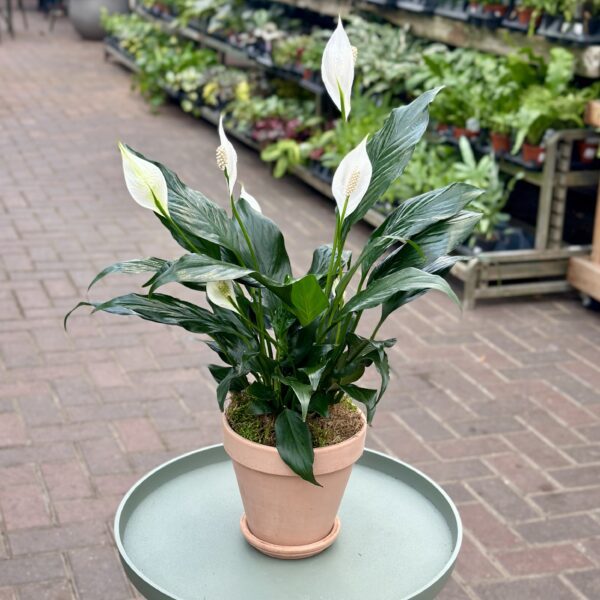 Terracotta Potted Peace Lily (Spathiphyllum)