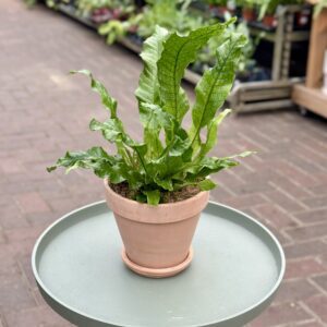 Terracotta Potted Crocodile Fern