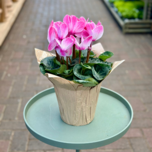 6″ Cyclamen