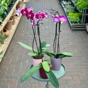 5″ Phalaenopsis Orchid