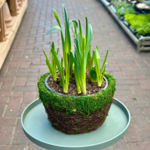 8″ Bulb Garden in a Moss Basket