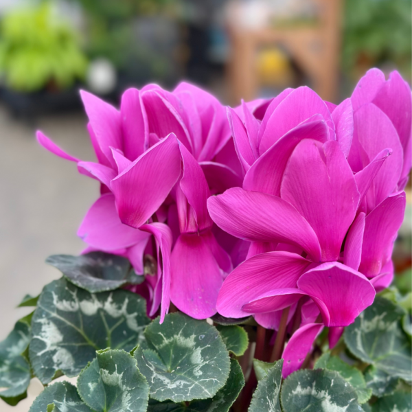 6" Cyclamen - Image 6