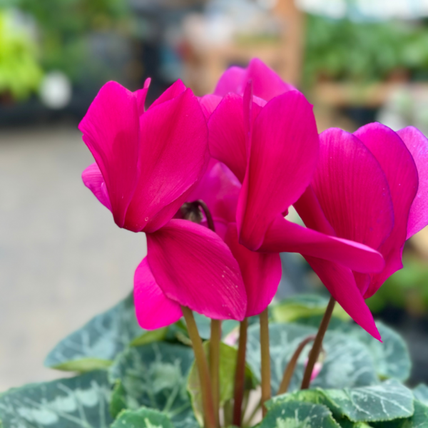 6" Cyclamen - Image 5