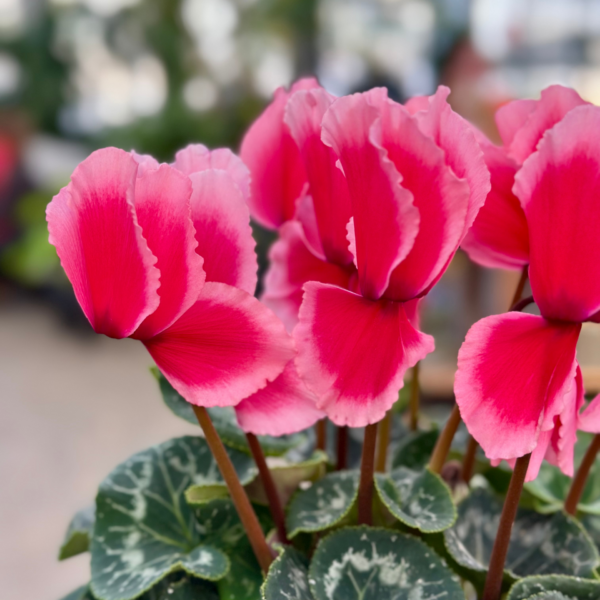 6" Cyclamen - Image 4