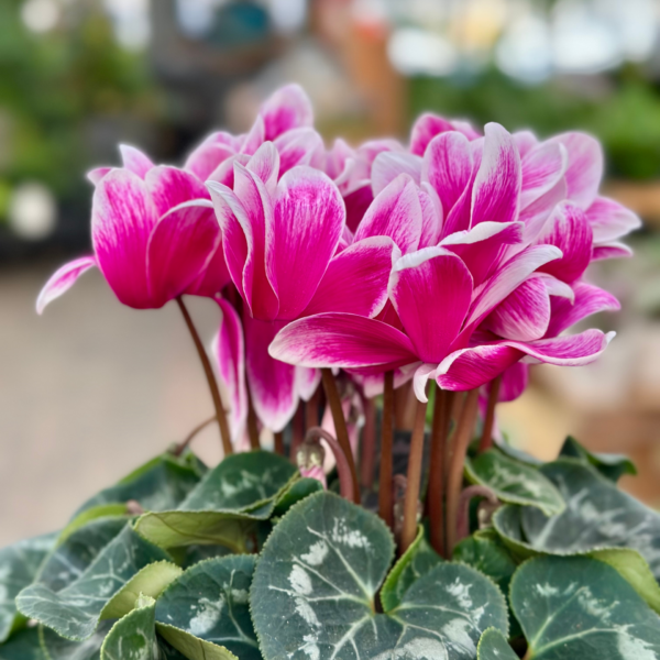 6" Cyclamen - Image 3