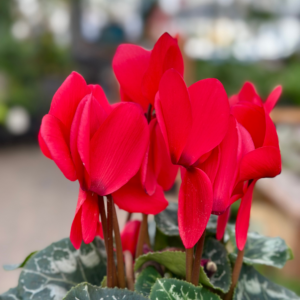 6″ Cyclamen