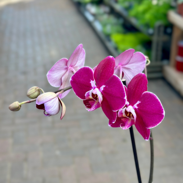 5" Phalaenopsis Orchid - Image 3