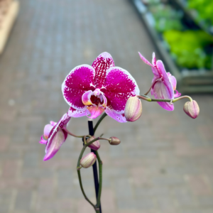 5″ Phalaenopsis Orchid