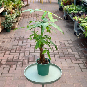 6″ Money Tree