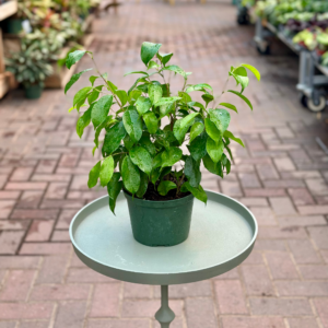 6″ Ficus