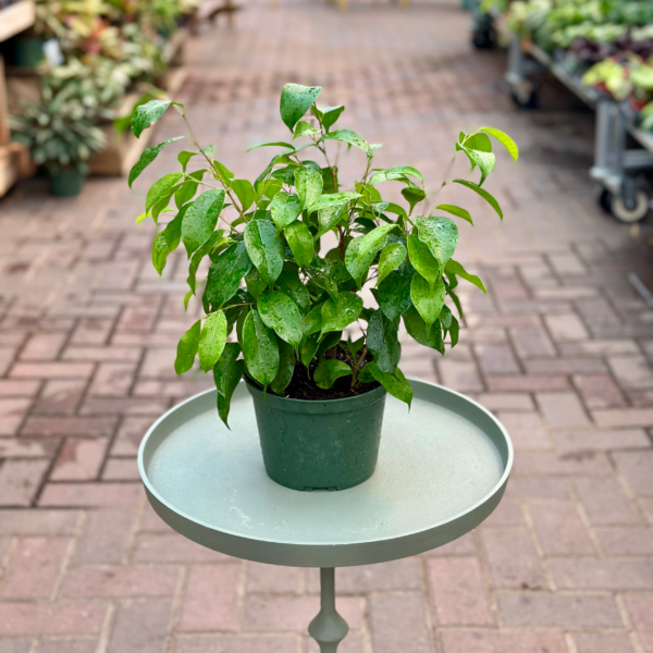 6" Ficus