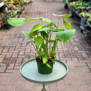 6″ Monstera