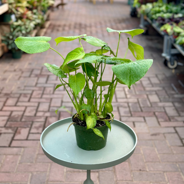 6" Monstera