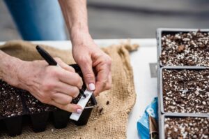Preparing for a summer garden by prepping seed trays with labels