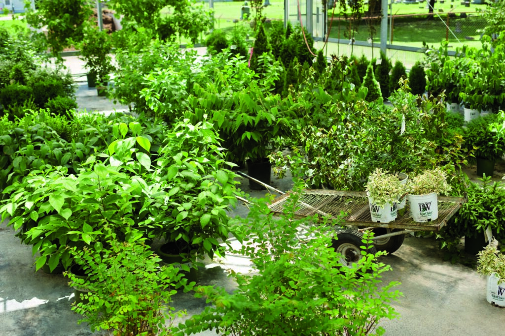 Sargent's garden center variety of plants, trees and shrubs available