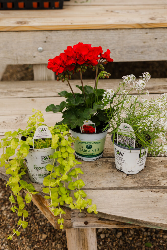 Annuals thrillers fillers spillers Sargent's