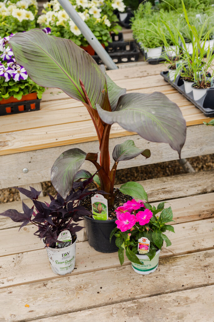 Annuals thrillers fillers spillers Sargent's