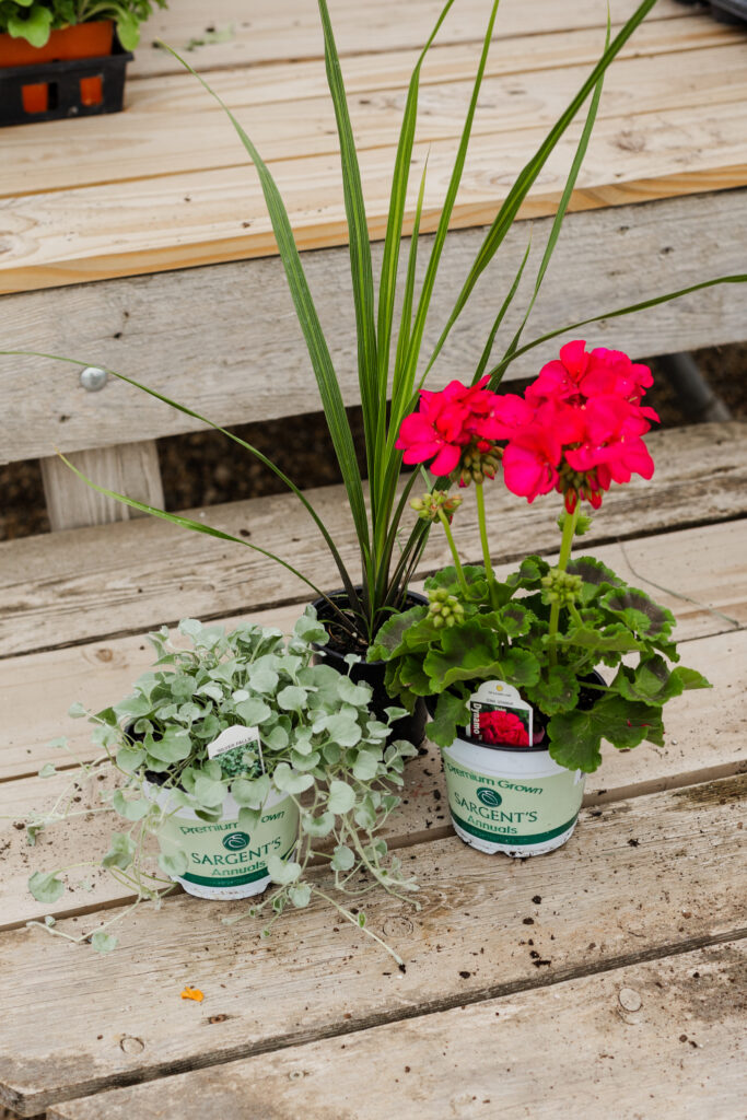 Annuals thrillers fillers spillers Sargent's
