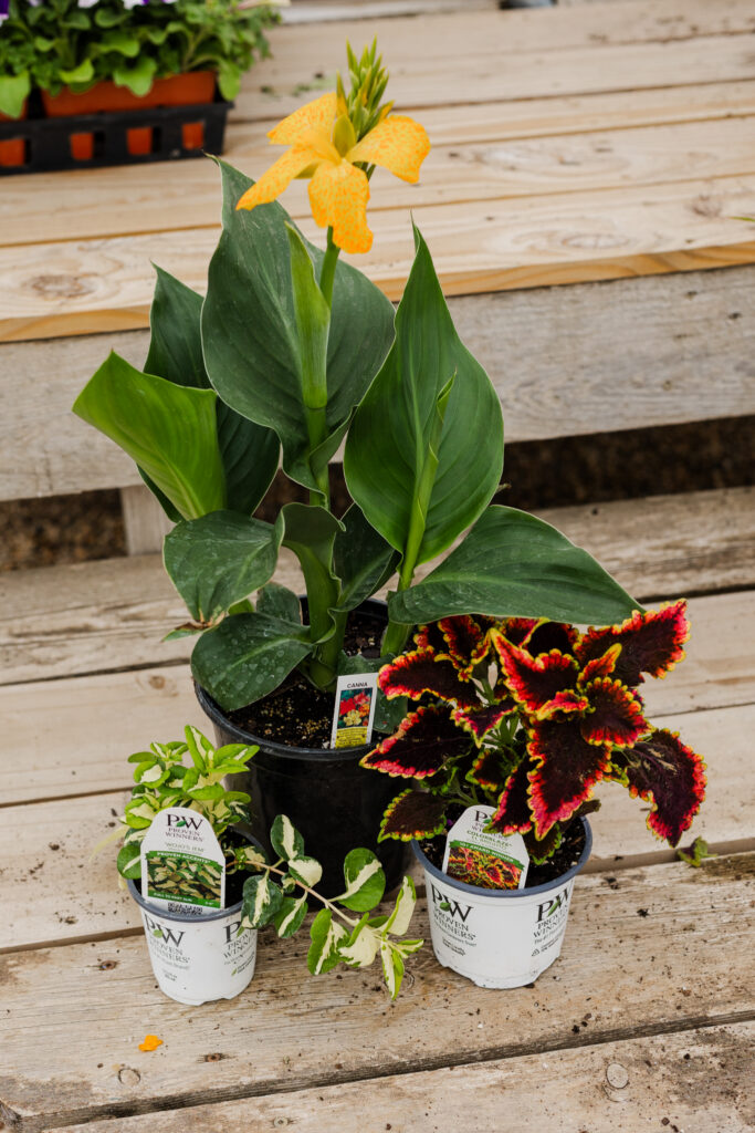 Annuals thrillers fillers spillers Sargent's