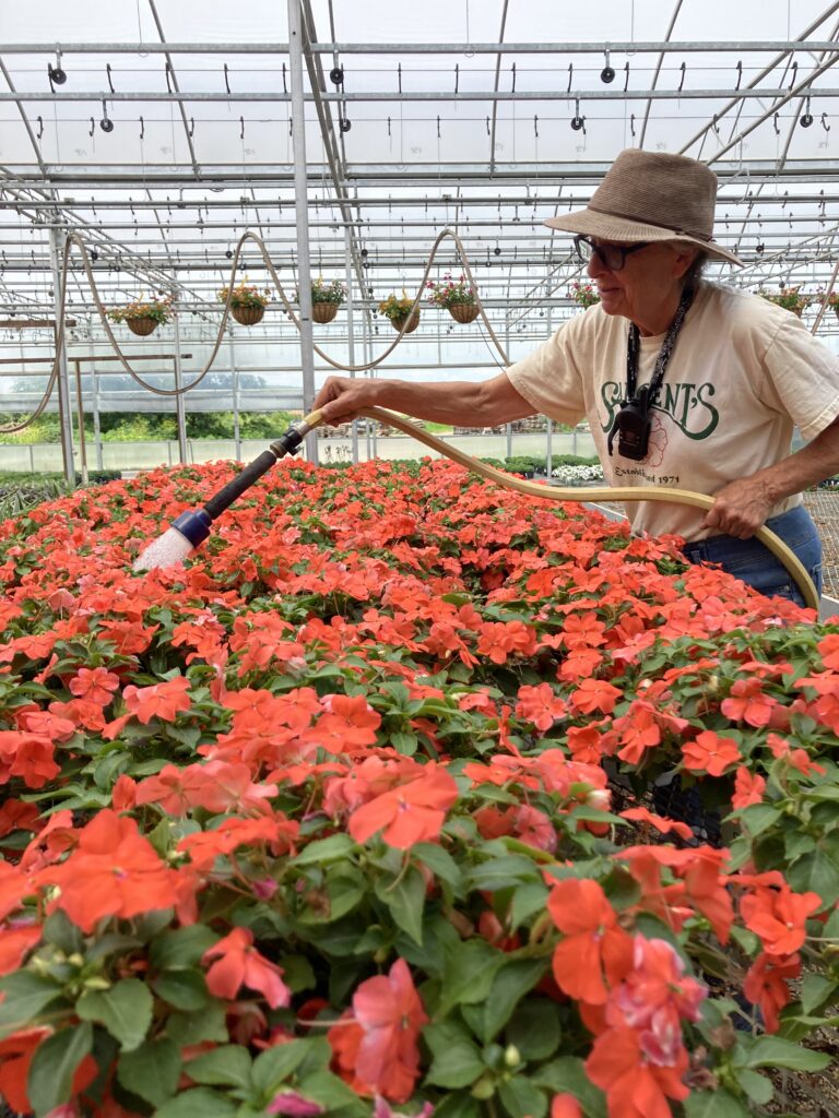 Watering Annuals