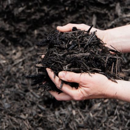 BDP-23 Black Dyed Mulch