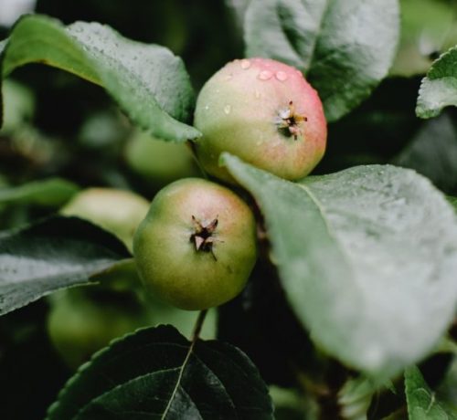 Crabapple stock 1 Crabapple stock 1