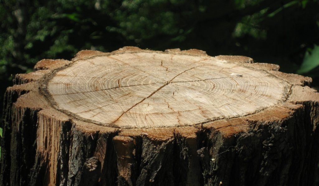 A cut tree stump with a green leafy background.