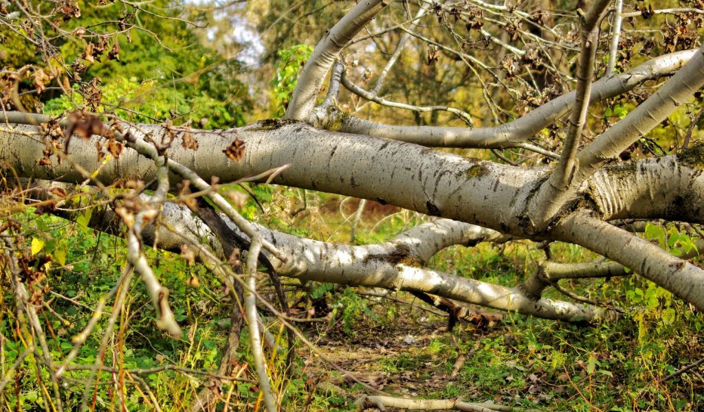 Fallen birch tree branches in a wooded area.