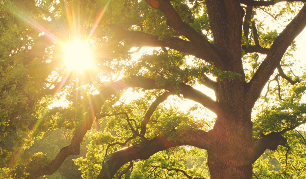 Tree with the sun setting Sargents tree care Rochester MN