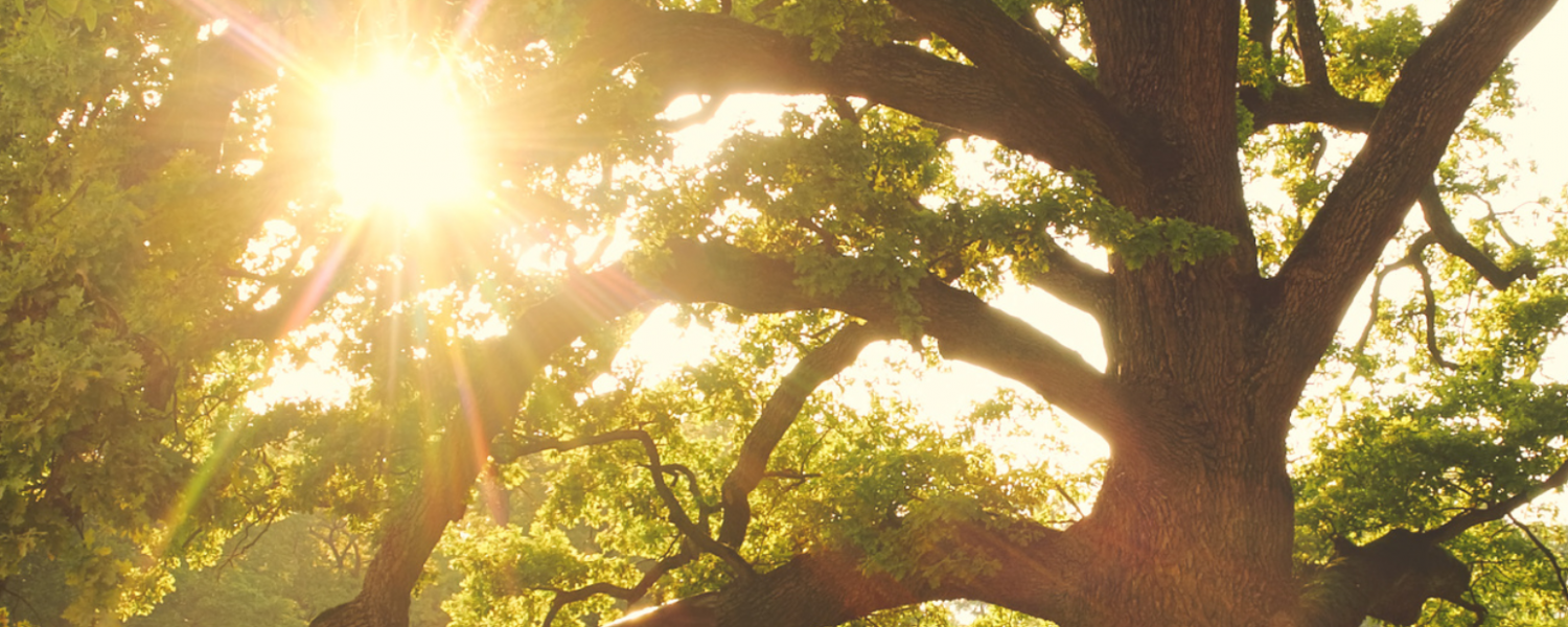 Tree with the sun setting Sargents tree care Rochester MN