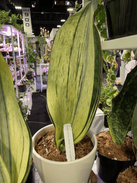 TPIE2022-Aroid-Greenhouses-Sansevieria-Whale-Fin-varigated