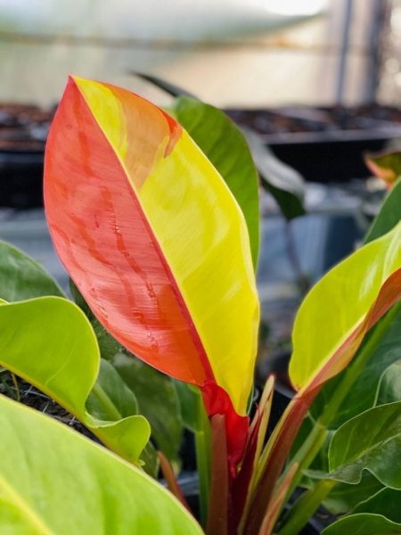 TPIE2022-RD-Nurseries-Philodendron-Red-Moon