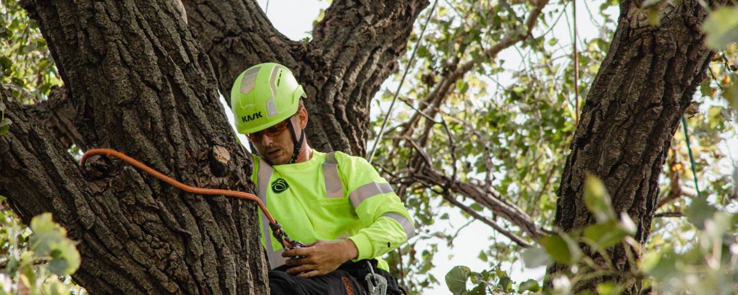 Tree Crew-09.13.24-23