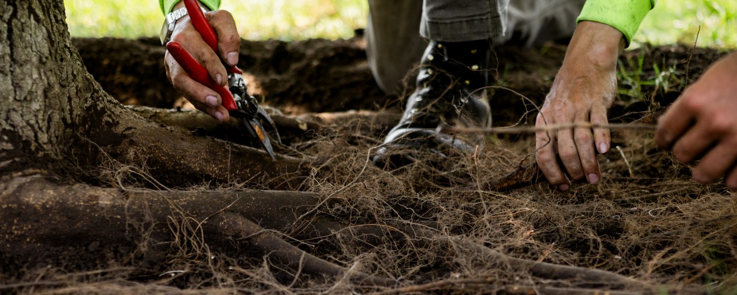 Arborist checking the root system of a tree to improve tree health.