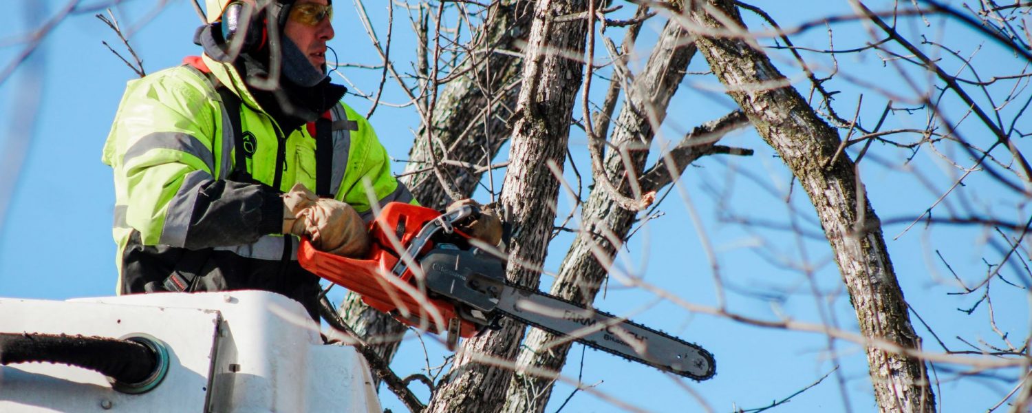 Tree Services TS 2024-04 - SMALL