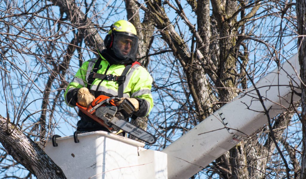 Tree service crew in a bucket trimming trees