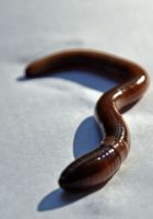 jumpingworms_main jumpingworms_main